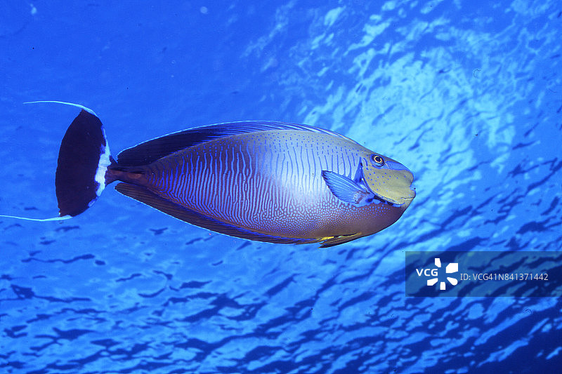 单角鼻鱼图片素材