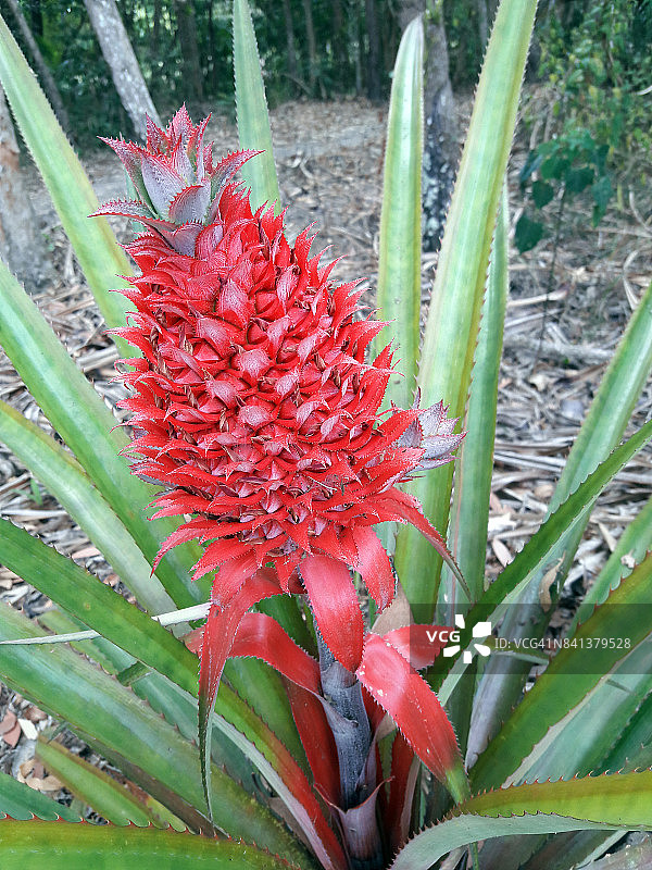 红色菠萝图片素材