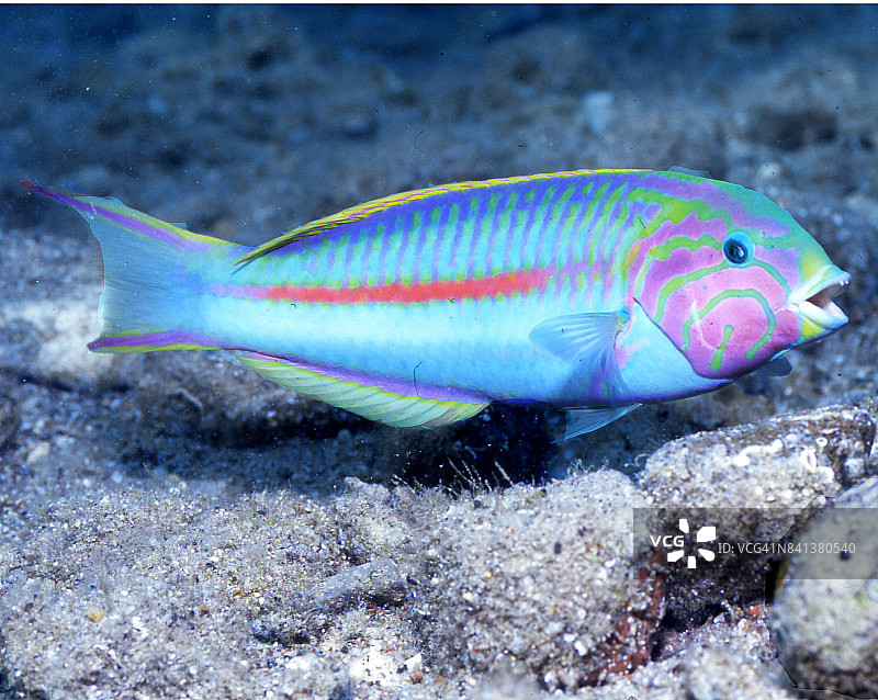 彩虹隆头鱼图片素材