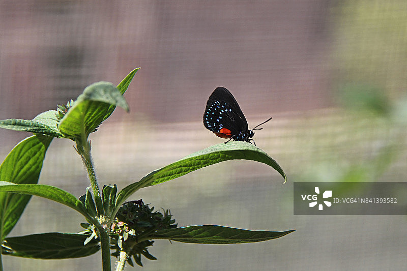 阿塔拉蝴蝶图片素材