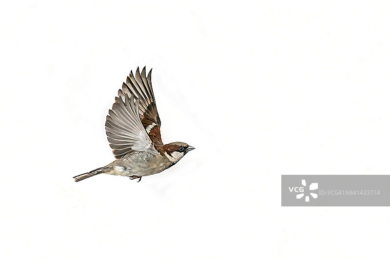 雄性家麻雀图片素材