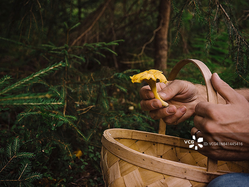 在树林里采摘蘑菇鸡油菌图片素材