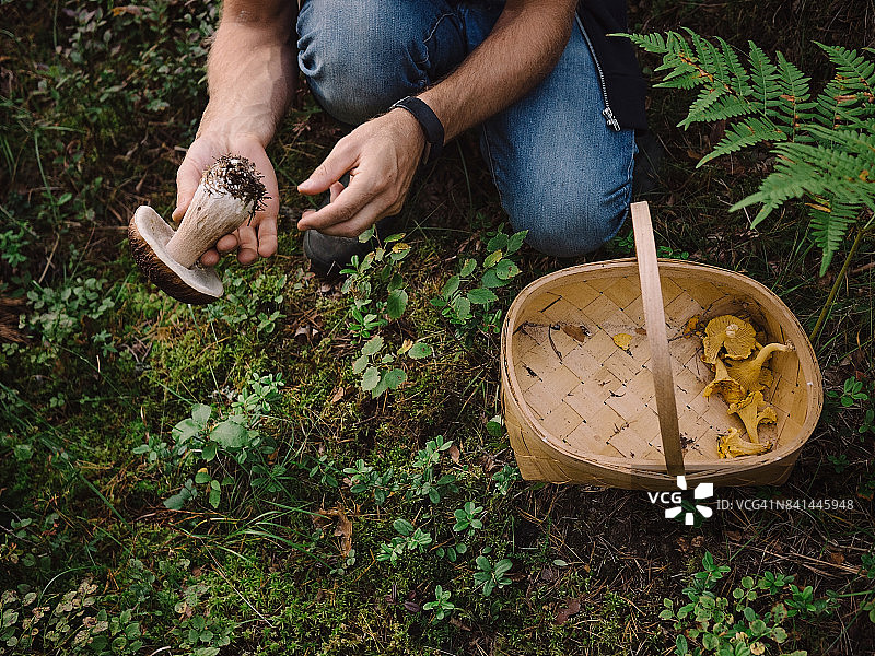 在树林里采蘑菇图片素材