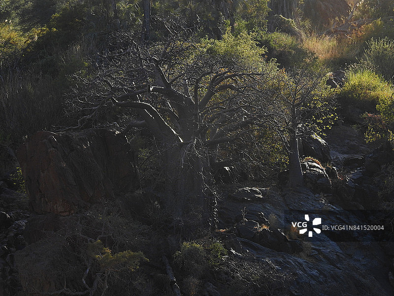 埃普帕瀑布的猴面包树图片素材