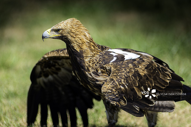 展翅的东方帝王鹰图片素材