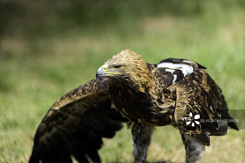 展翅的东方帝王鹰图片素材