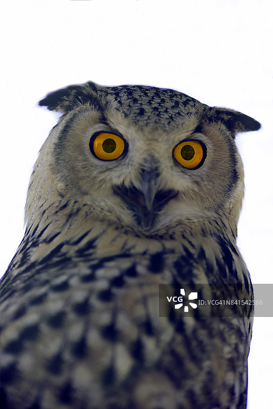 面向镜头的雕鸮图片素材