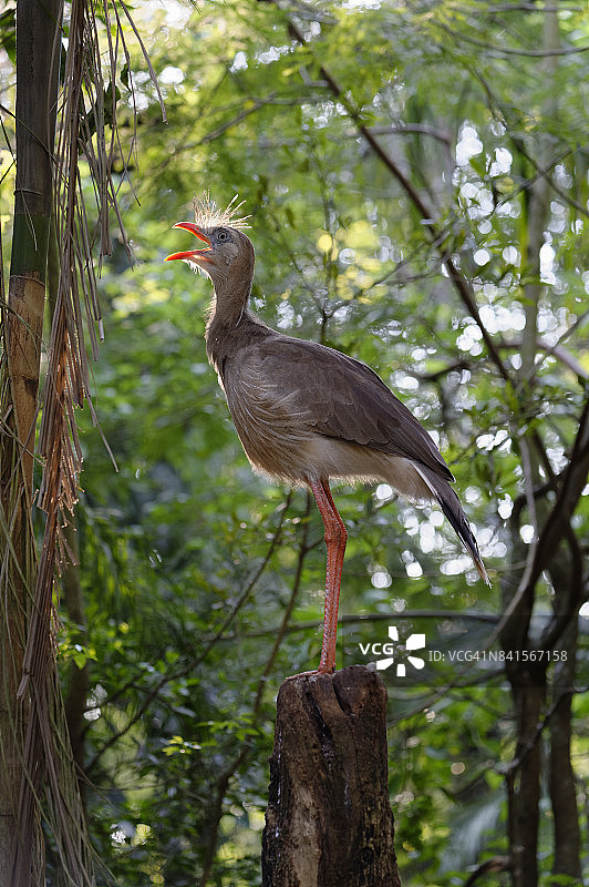 红腿叫鹤图片素材