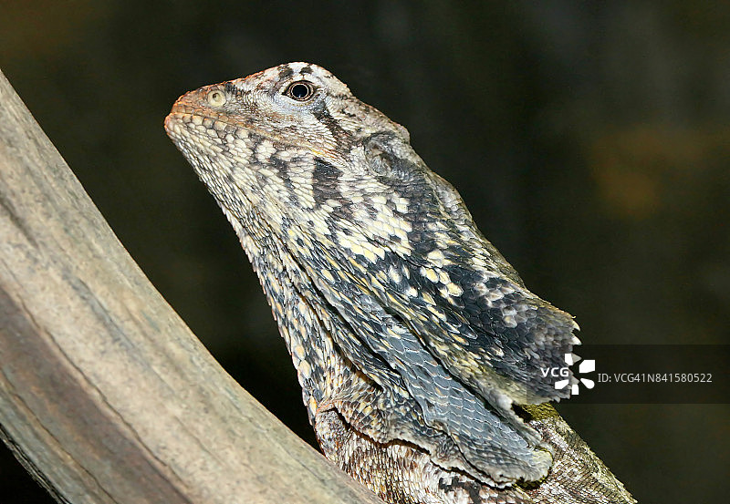 伞蜥头部图片素材