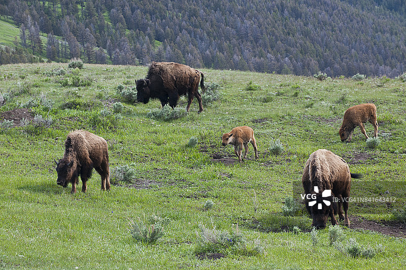 黄石公园的野生美洲野牛图片素材
