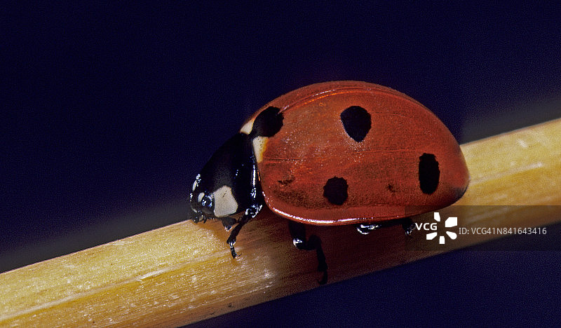 七星瓢虫图片素材