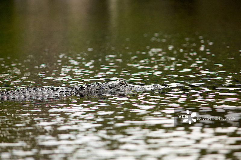 潜伏在河中的水下鳄鱼图片素材