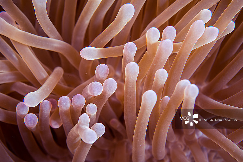 海葵触须图片素材