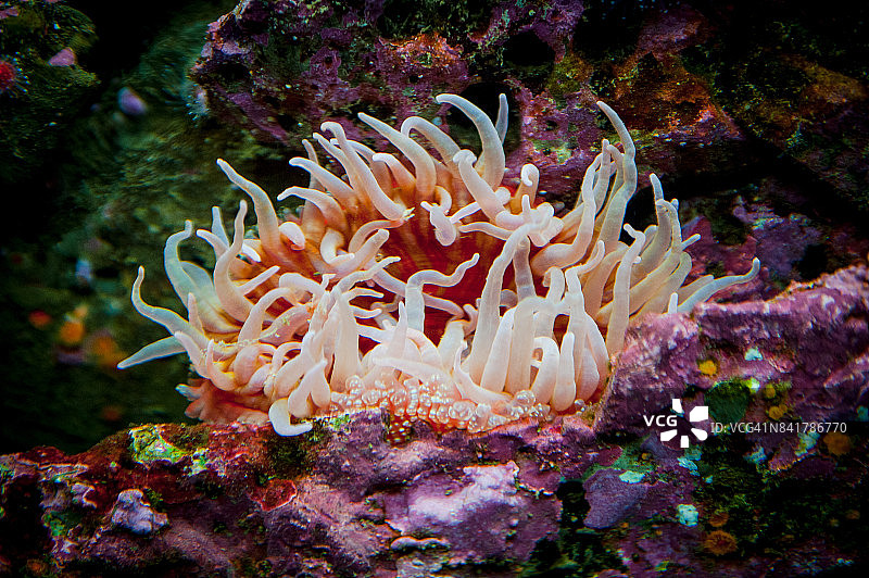 食鱼海葵图片素材