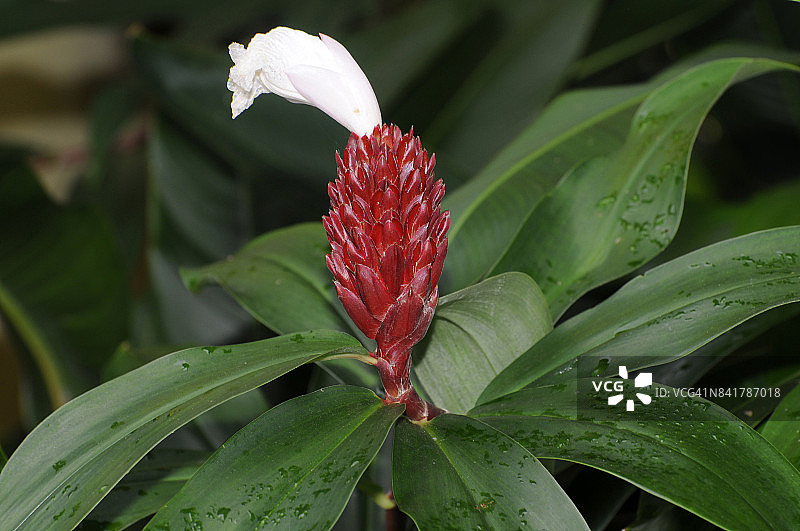 闭鞘姜图片素材