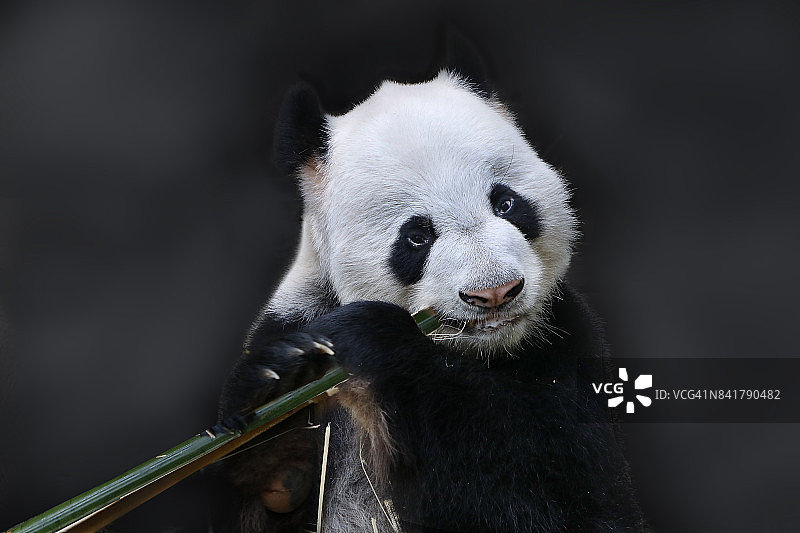 中国熊猫图片素材