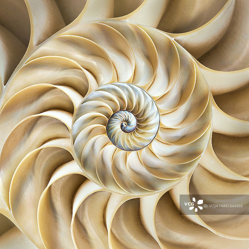 鹦鹉螺外壳横截面图片素材