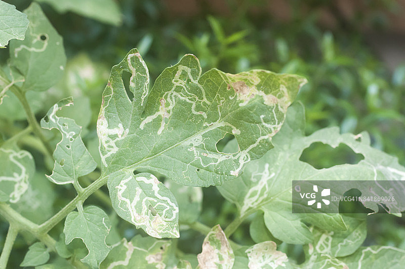 番茄叶上的潜叶蛾幼虫损害图片素材