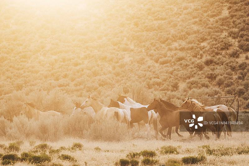 犹他州的牛仔生活方式图片素材