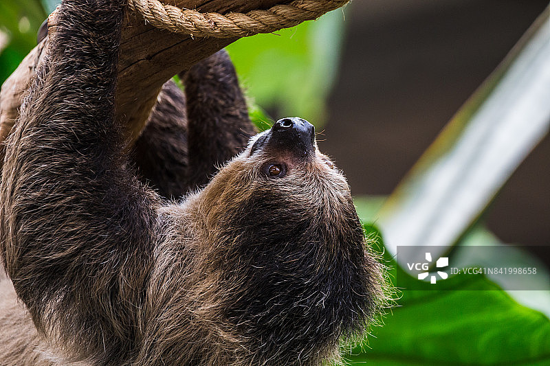 林奈氏二趾树懒图片素材