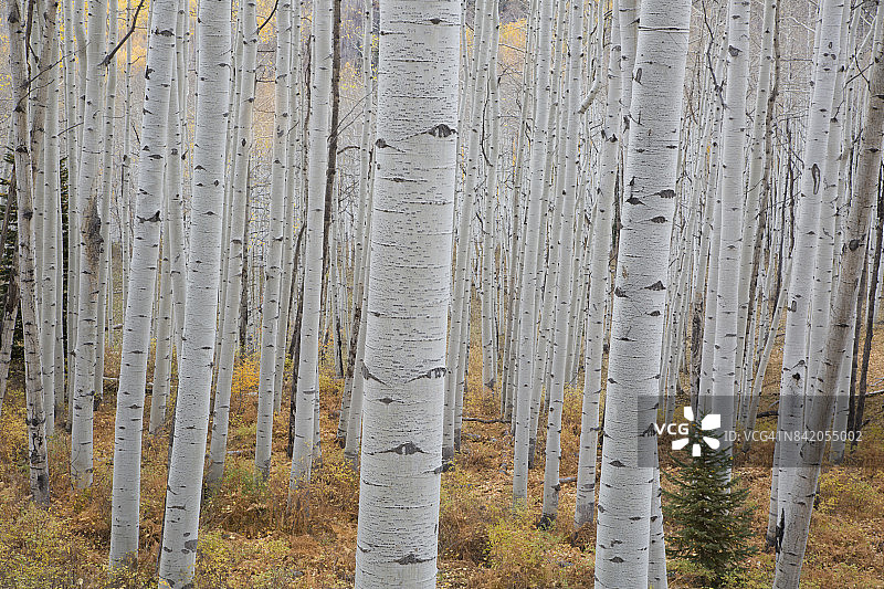 科罗拉多州森林中美丽的白杨树干图片素材