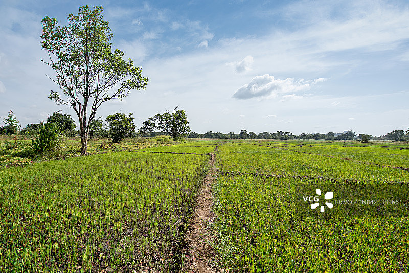 南亚斯里兰卡的稻作图片素材