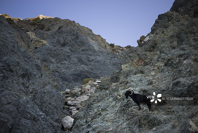 山羊群图片素材