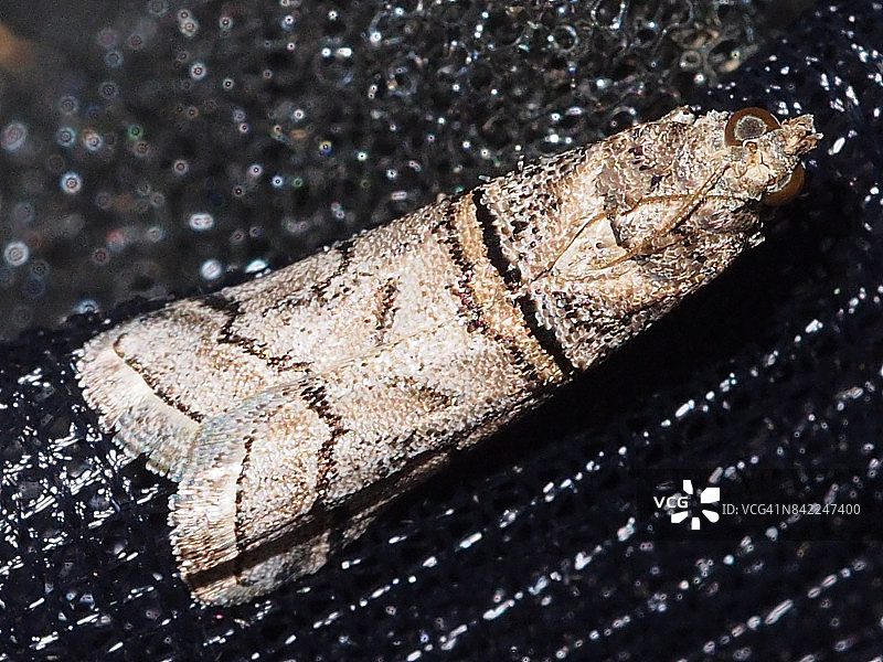 飞蛾（Acrobasis romanella）图片素材