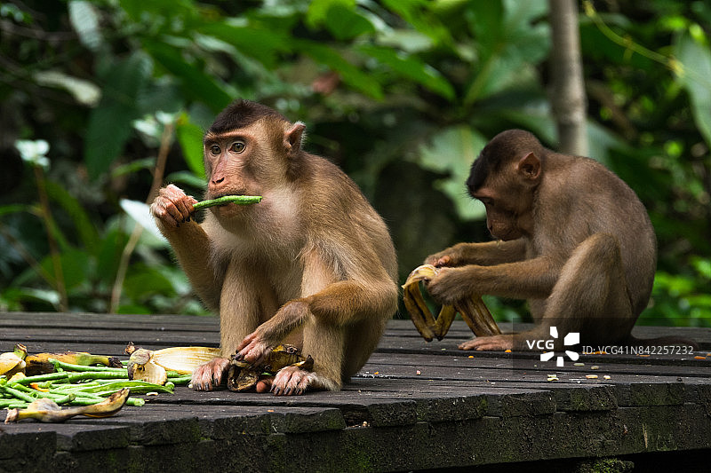 豚尾猕猴图片素材