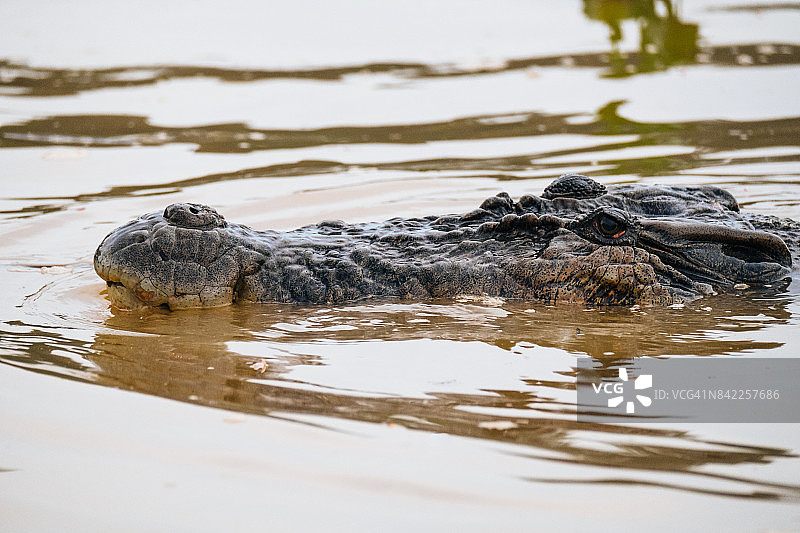 咸水鳄的鼻子图片素材
