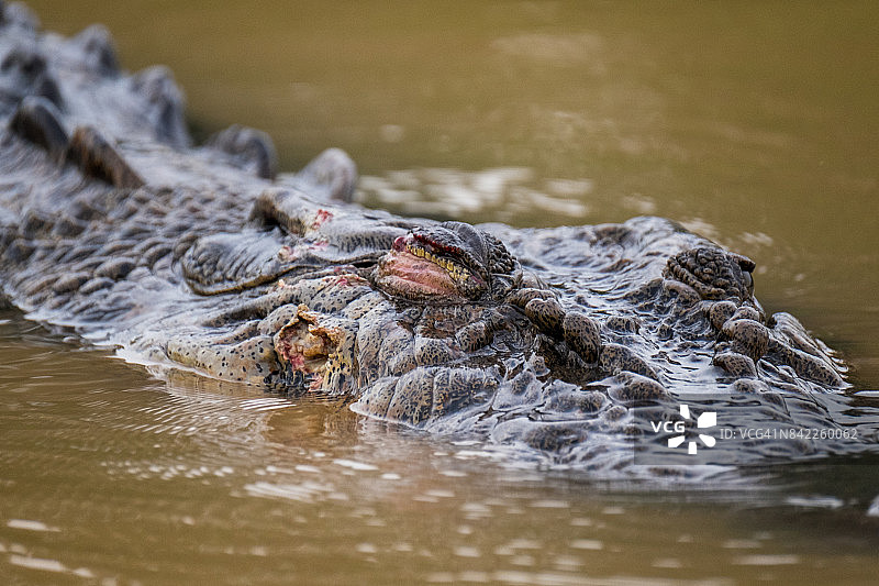 咸水鳄鱼图片素材