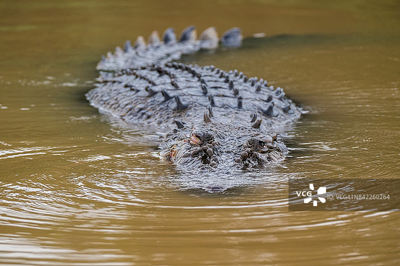 咸水鳄鱼图片素材
