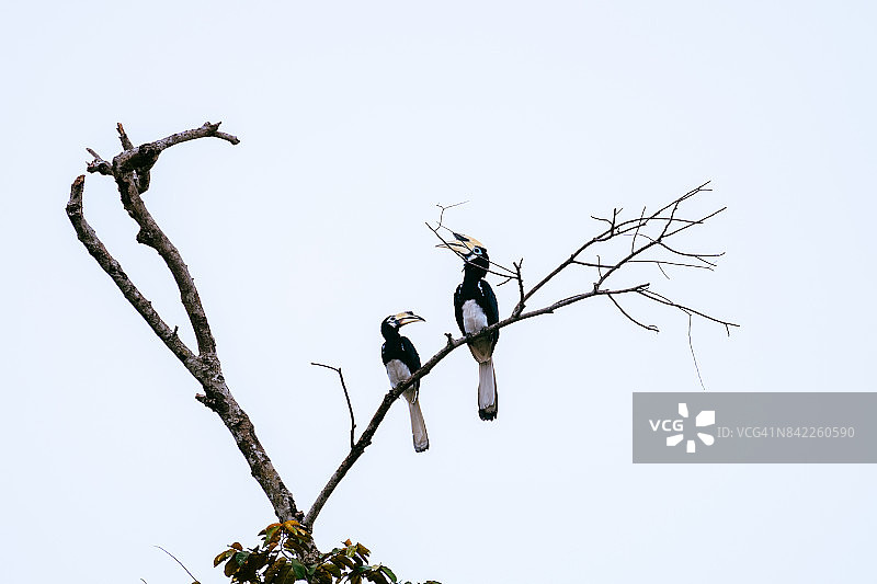 花冠皱盔犀鸟图片素材