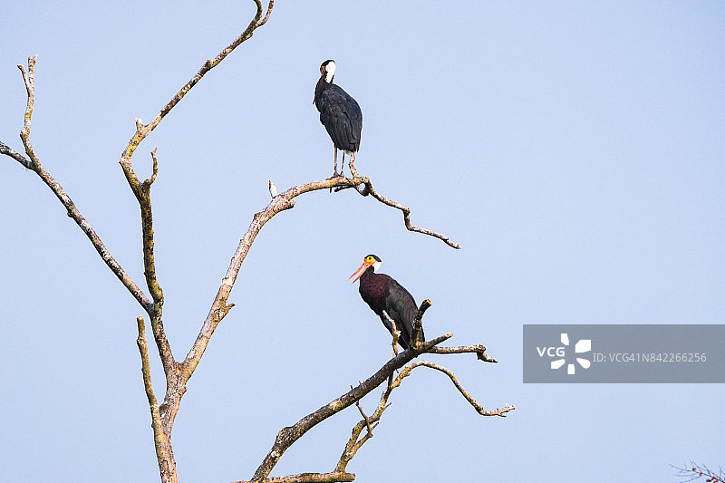 鹳鸟与风暴图片素材