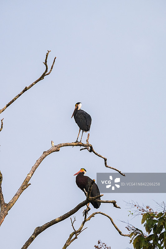 鹳鸟与风暴图片素材