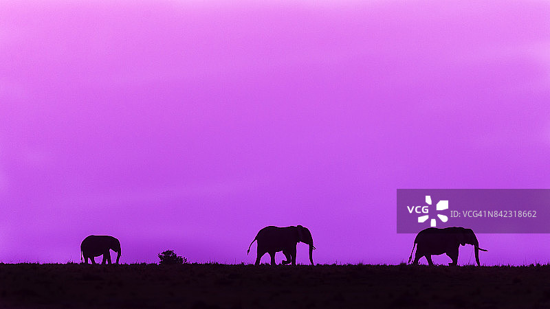 黎明时分行走的非洲象图片素材