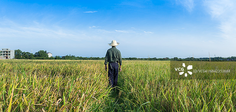 一位老农在夏季检查稻田图片素材