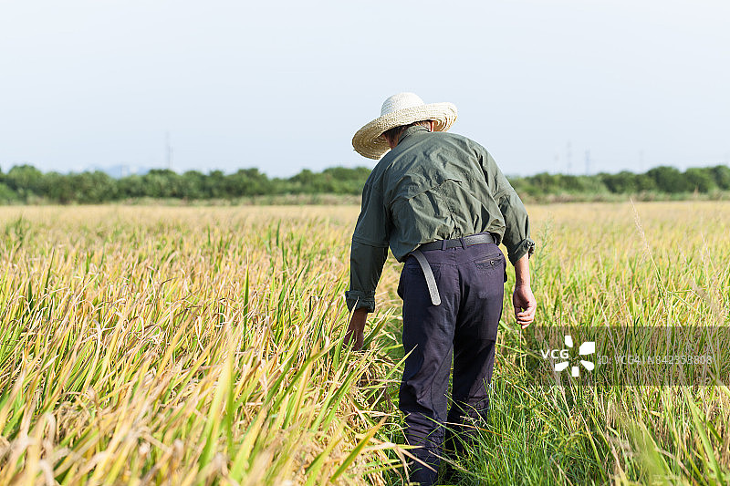 一位老农在夏季检查稻田图片素材