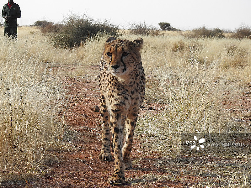 私人禁猎区里的猎豹幼崽和看护者图片素材
