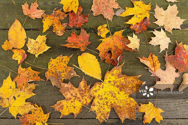 色彩鲜艳的背景制作的秋天的树叶图片素材