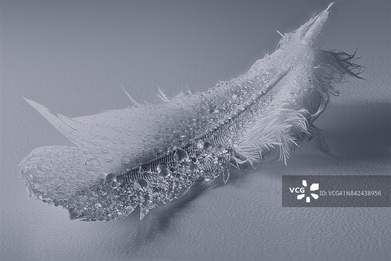 带有水滴的羽毛图片素材