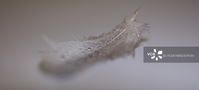 带有水滴的羽毛图片素材