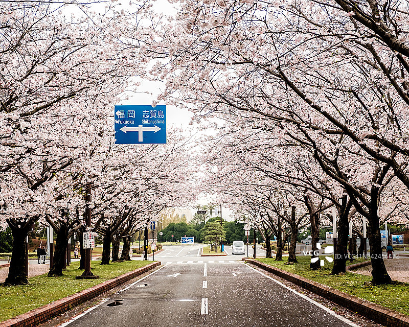 樱花隧道与路标图片素材