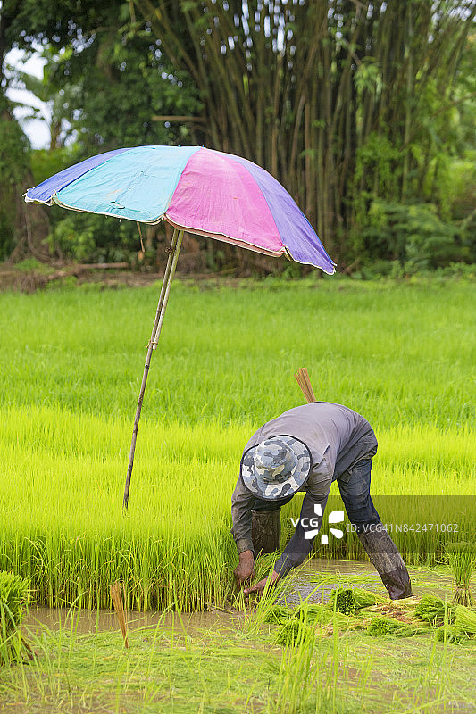 泰国清莱府水稻插秧图片素材
