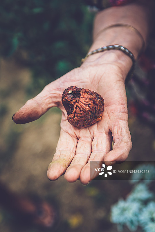 老年妇女手持腐烂苹果特写图片素材