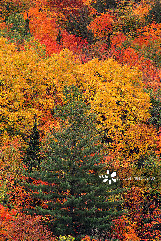 佛蒙特州西托普瑟姆-1图片素材