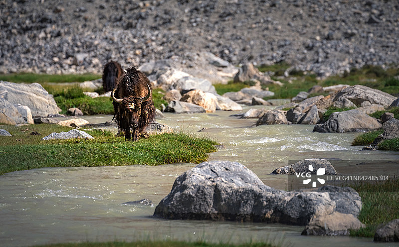 田野里的牦牛图片素材