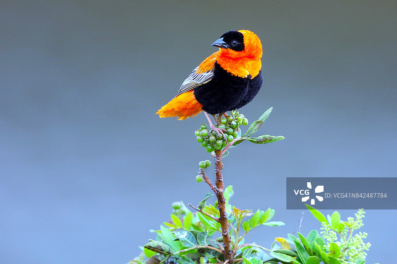 红主教鸟图片素材