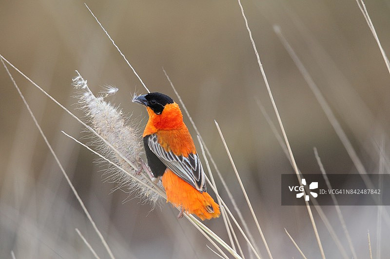 红主教鸟图片素材