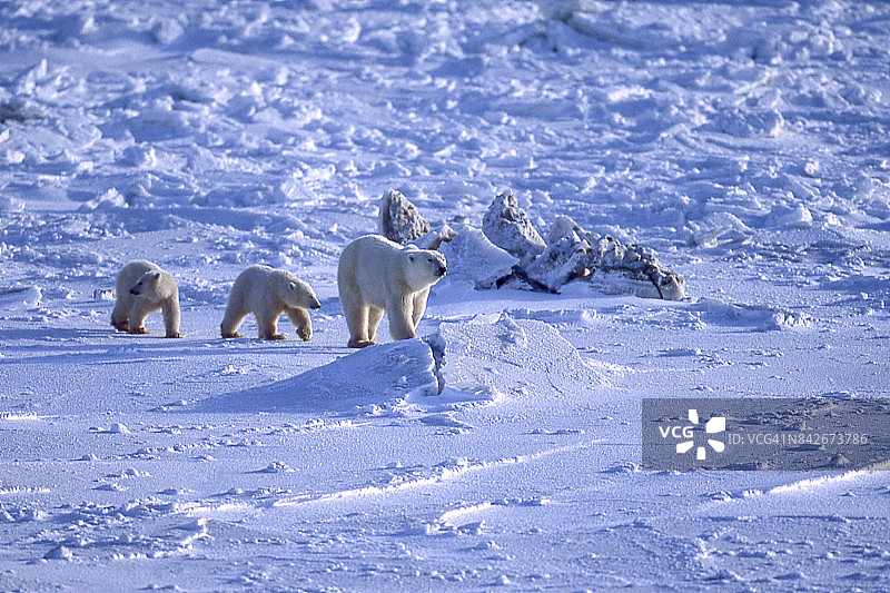 哈德逊湾冰面上，北极熊妈妈和两只幼崽图片素材
